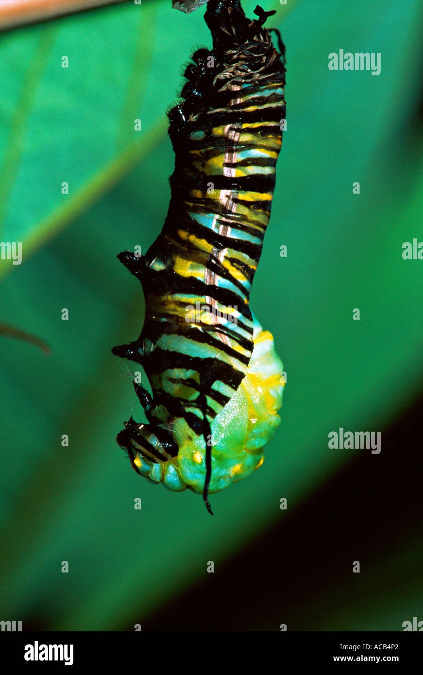 Papillon Monarque Danaus plexippus larve caterpillar prépare à se transformer en chrysalide pup Banque D'Images
