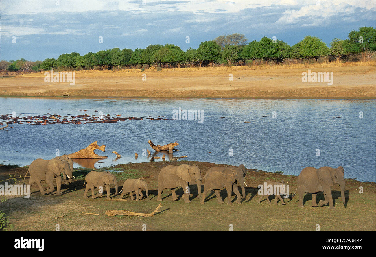 Troupeau d'éléphants dans la ligne sur les bords de la rivière South Luangwa National Park en Zambie Banque D'Images