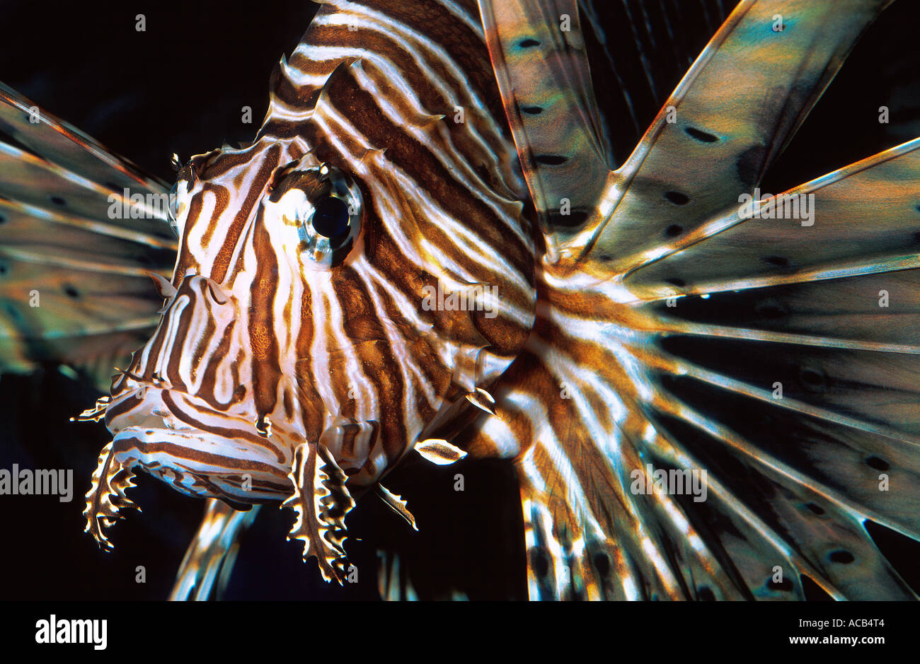 Poisson lion Pterois volitans commun Banque D'Images