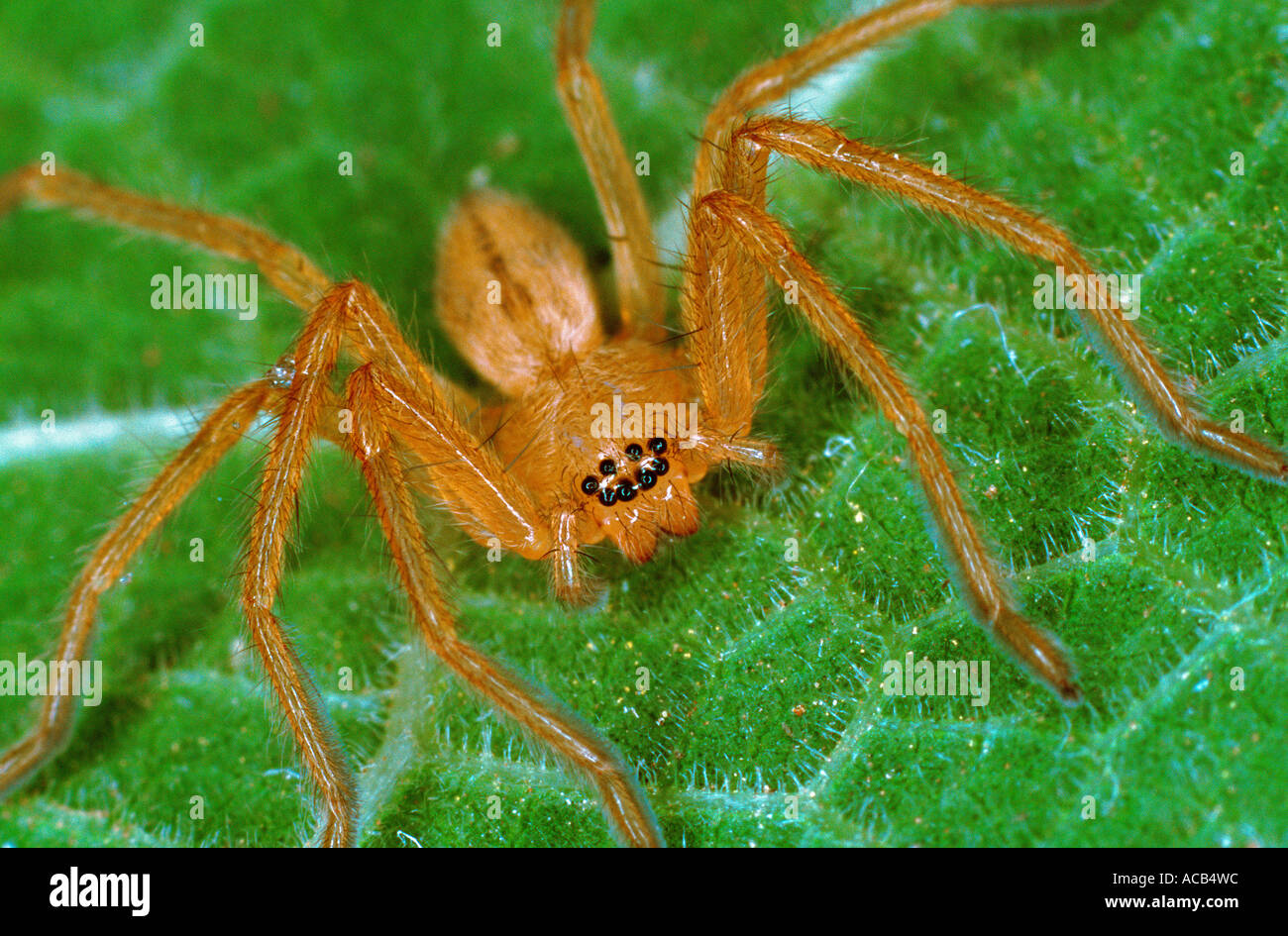 Young spider Maroc Banque D'Images