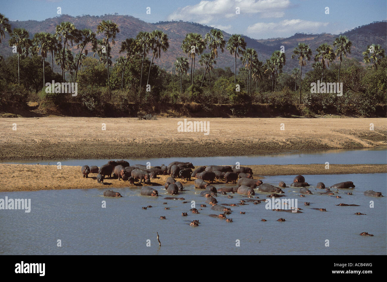 Troupeau d'hippopotames sur banque du fleuve avec des paumes et des collines en arrière-plan le parc national de South Luangwa en Zambie Banque D'Images