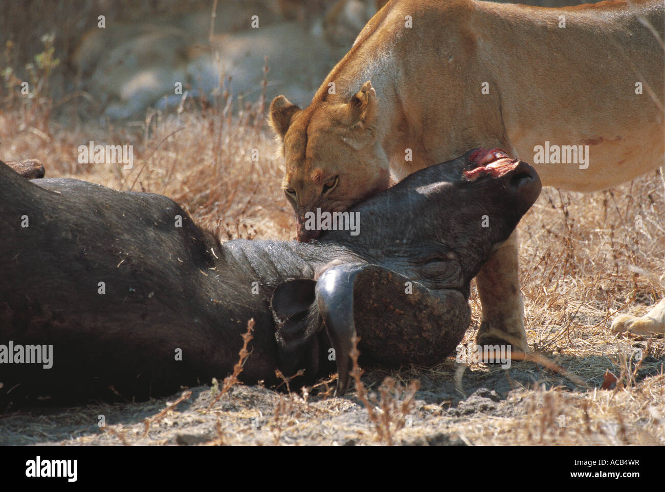 La lionne se nourrissant de Buffalo hommes tuer le parc national de South Luangwa en Zambie Banque D'Images