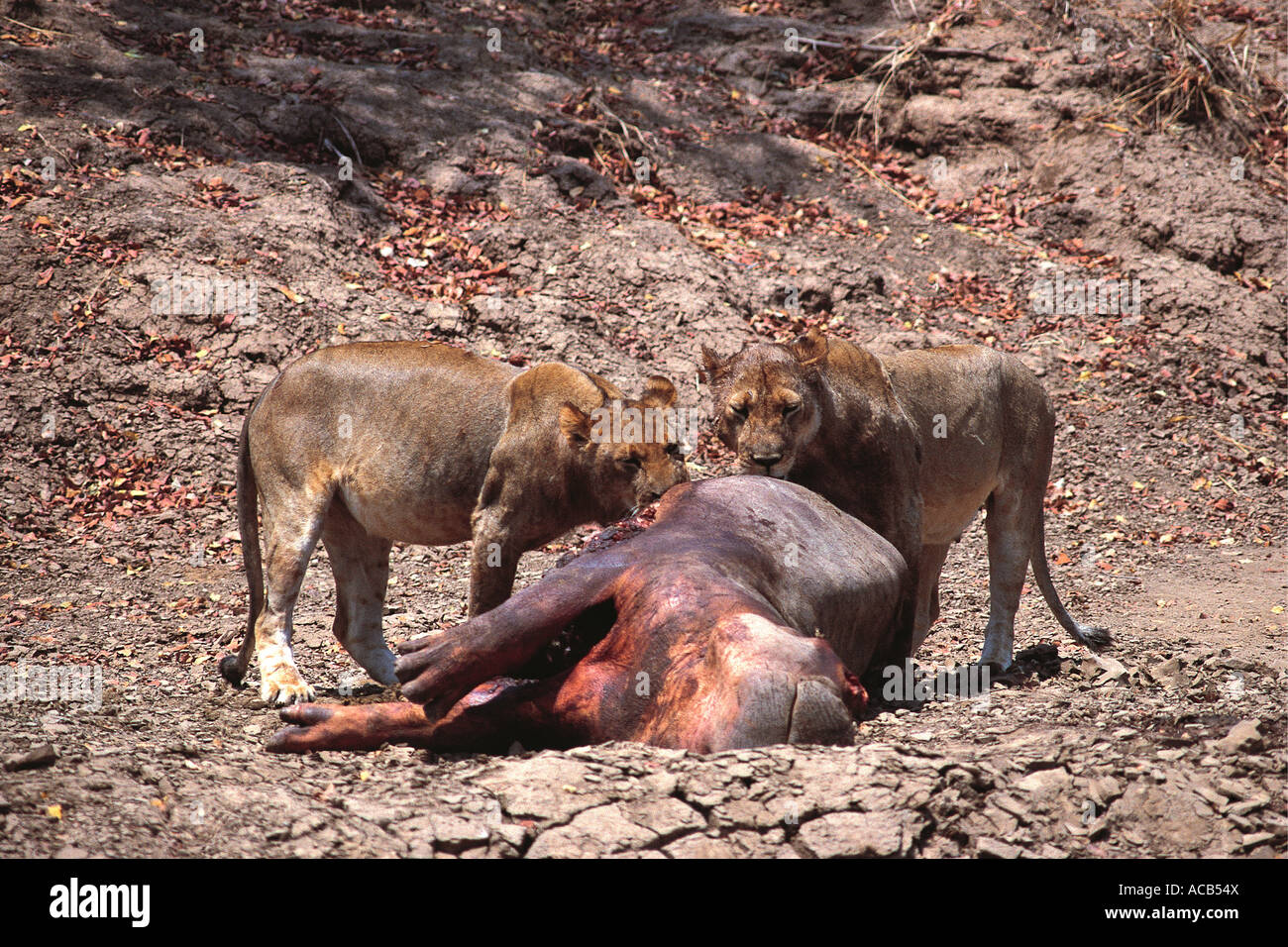 Les Lions se nourrissent d'une carcasse d'hippopotames Parc national de South Luangwa en Zambie Banque D'Images