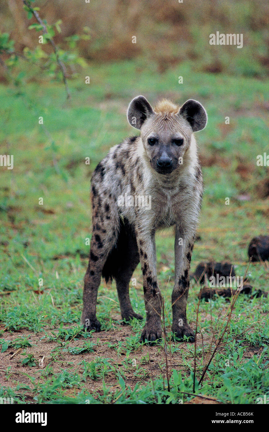 L'Hyène tachetée le parc national de South Luangwa en Zambie Banque D'Images