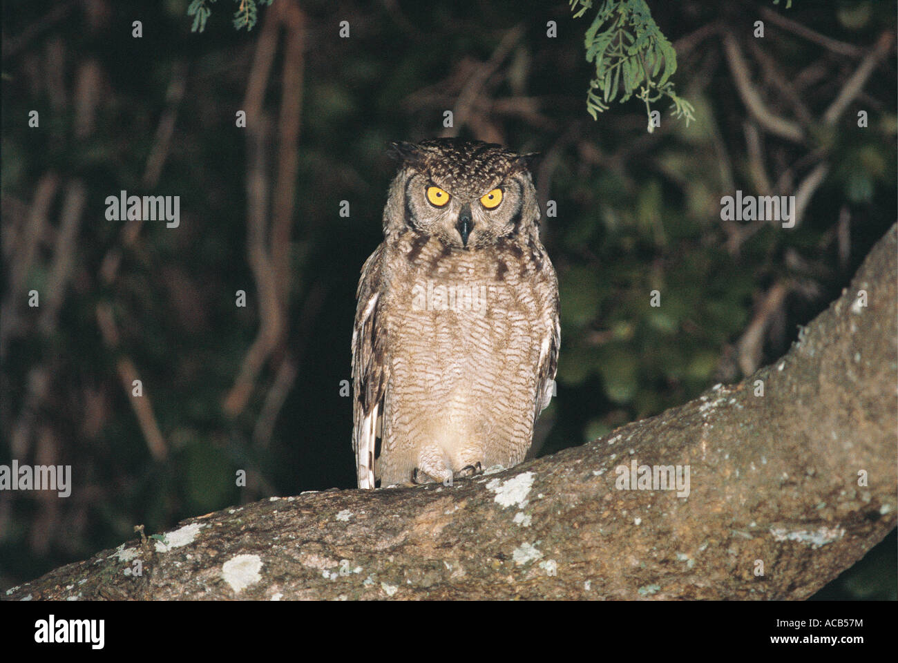 Spotted Eagle owl Bubo africanus South Luangwa National Park en Zambie Banque D'Images