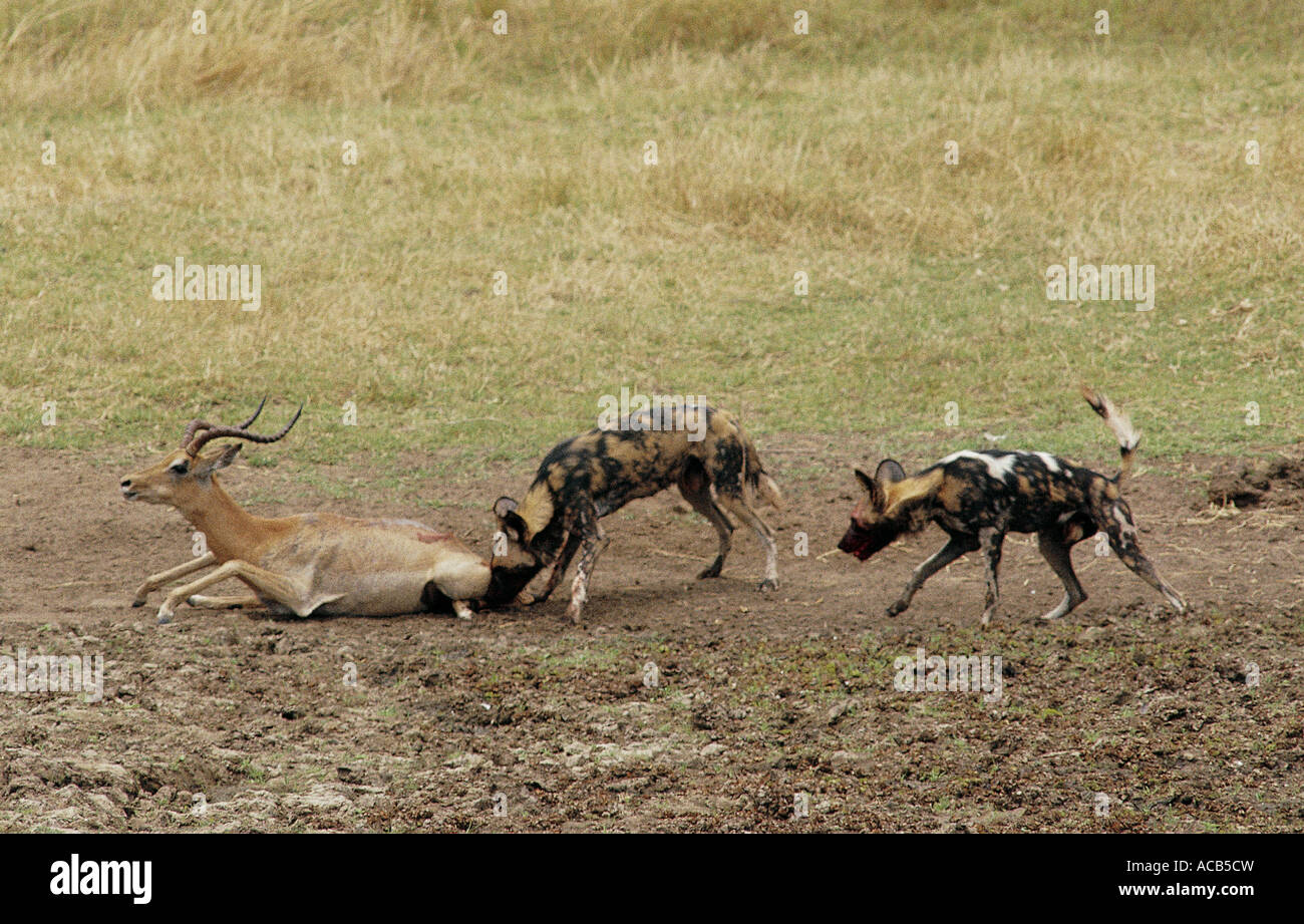 Deux chiens sauvages mâles Impala tuer Mana Pools National Park Zimbabwe Banque D'Images