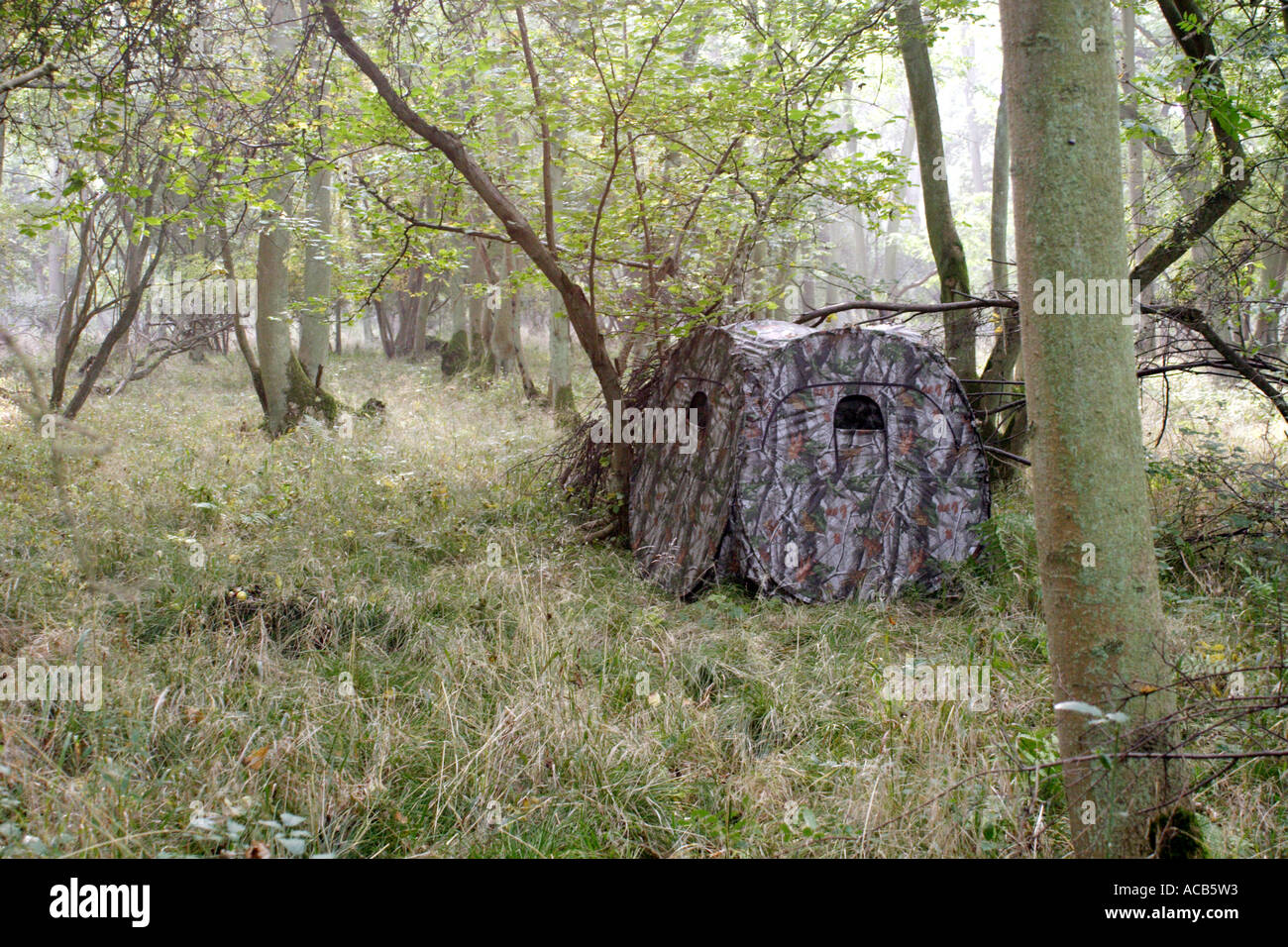 Masquer des oiseaux mis en place entre les arbres dans un bois, UK Banque D'Images