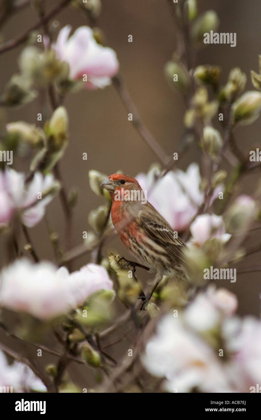 Roselin familier niché au milieu des bourgeons et fleurs Magnolia Star Banque D'Images