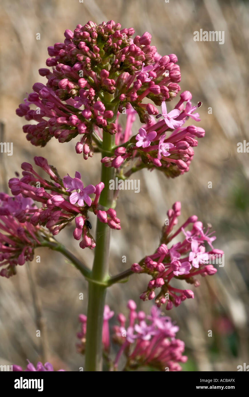 La valériane rouge Centranthus rubra Banque D'Images