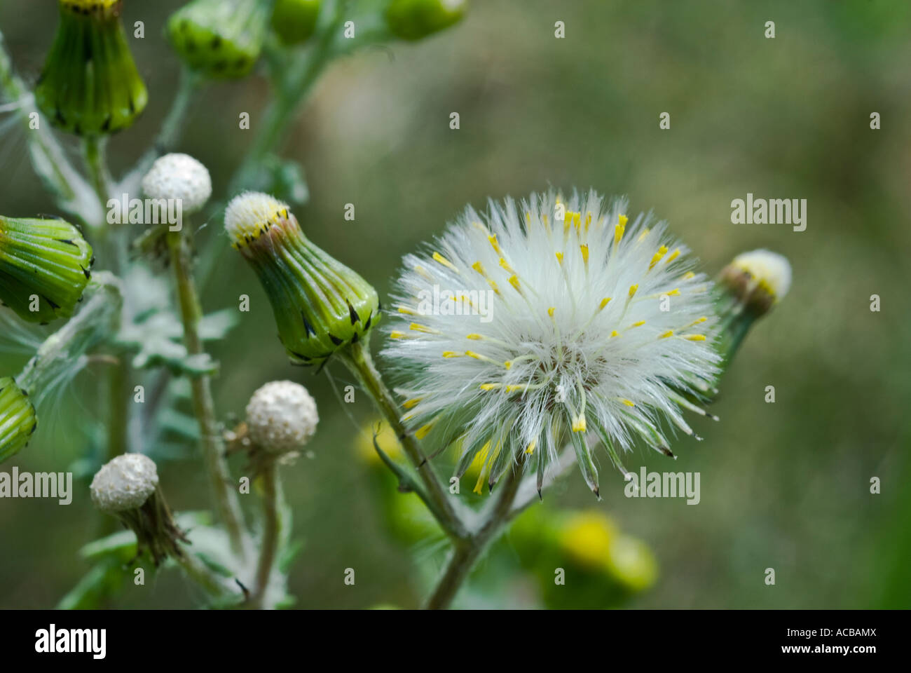 Le séneçon Senecio vulgaris weed Banque D'Images