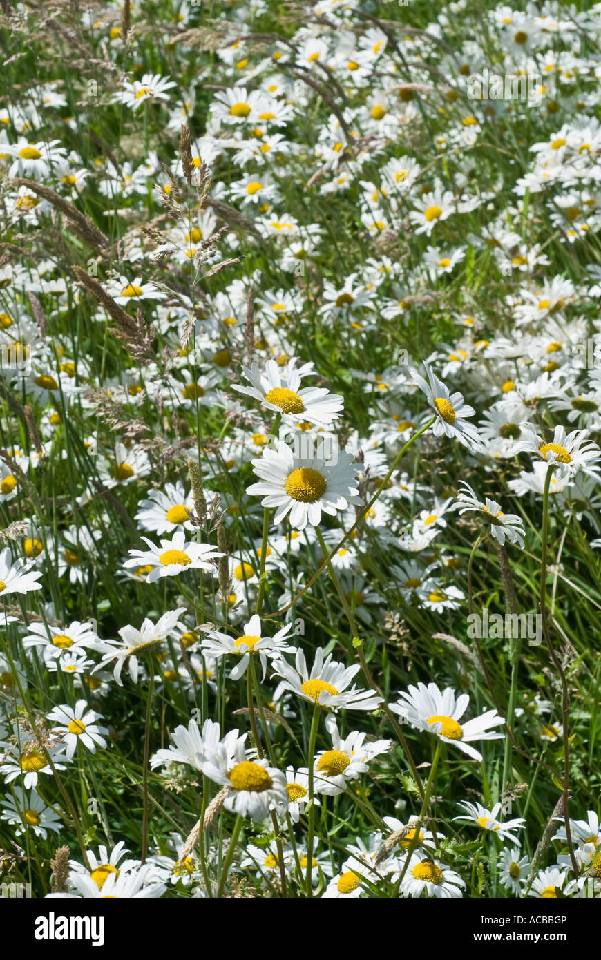 Boeuf blanc champ eyed Daisies Leucanthemum vulgare Banque D'Images