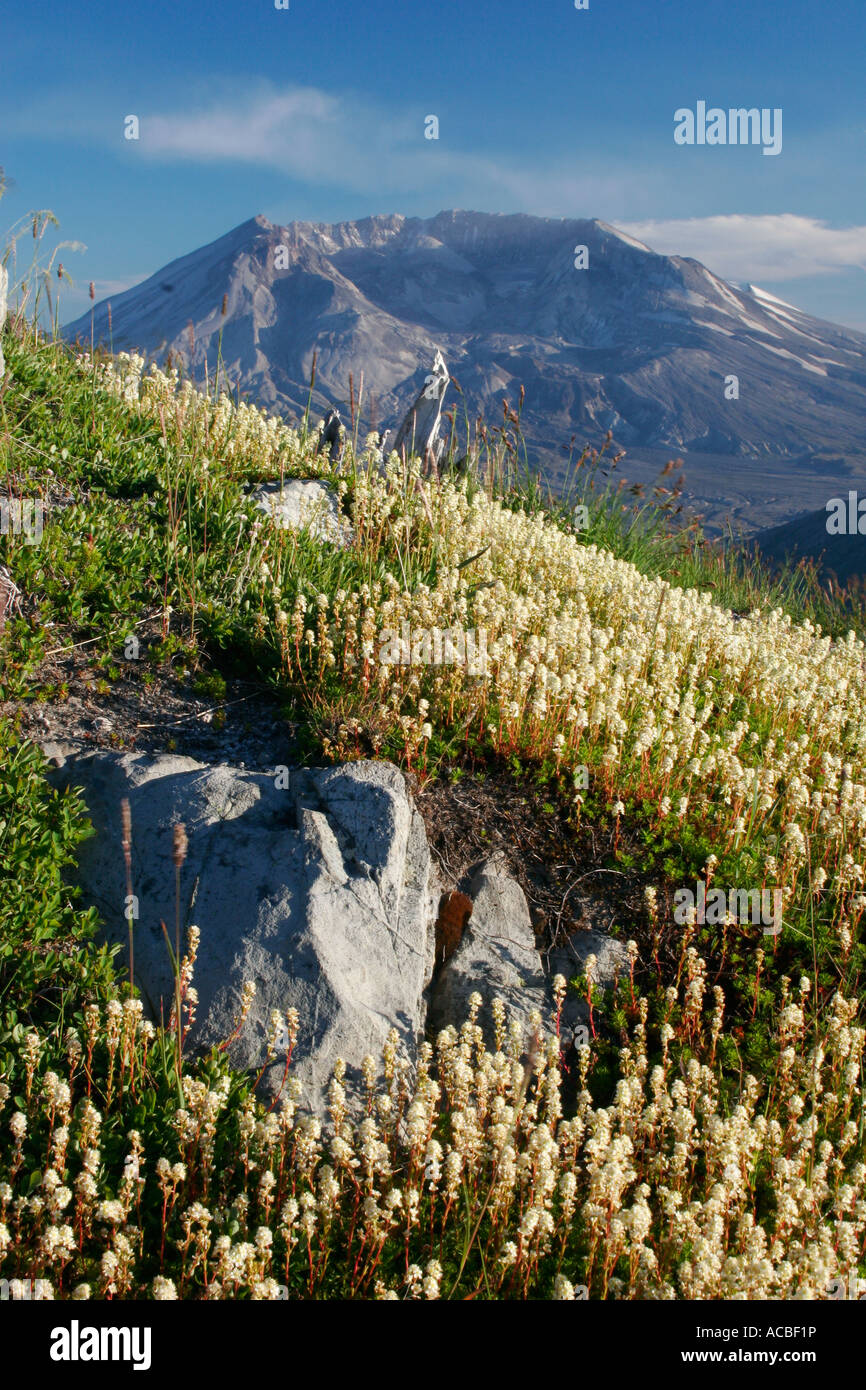 Le Mont St Helens de Mount Margaret Mount St Helens Washington Monument Volcanique National Banque D'Images