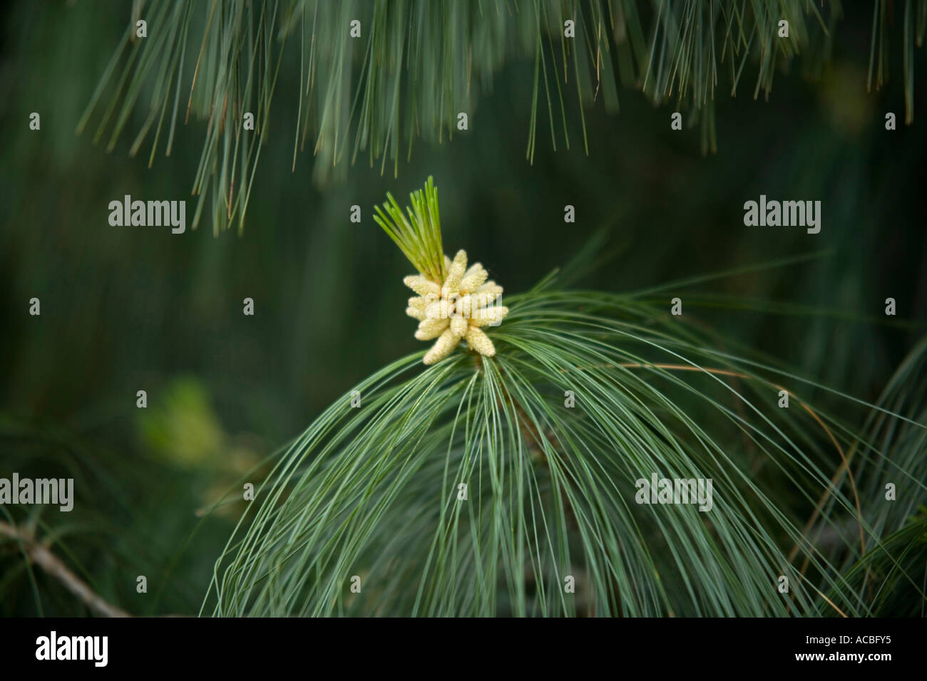 Détail de l'arbre de pin à encens (nom latin : Pinus taeda) Banque D'Images
