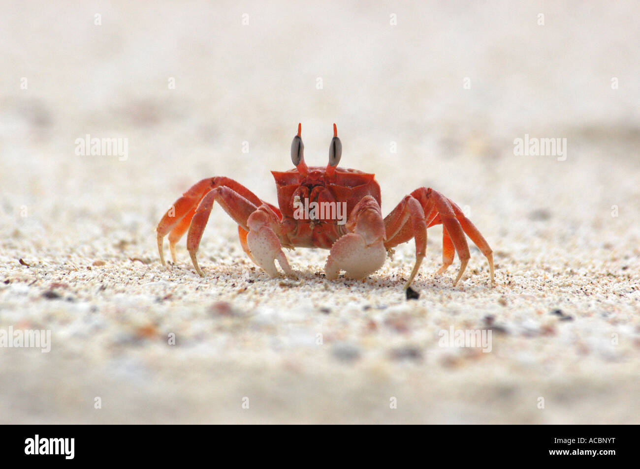 Le crabe fantôme sur une plage de sable, Îles Galápagos Banque D'Images