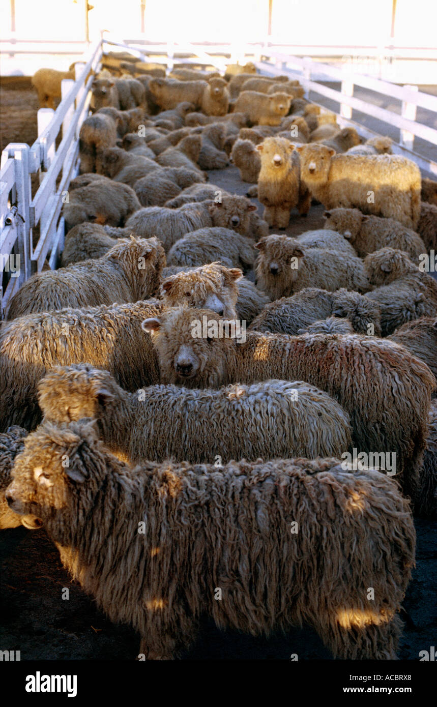 Moutons dans corral région du lac Lago argentino parc national Los Glaciares de la province de santa cruz, Patagonie argentine Banque D'Images