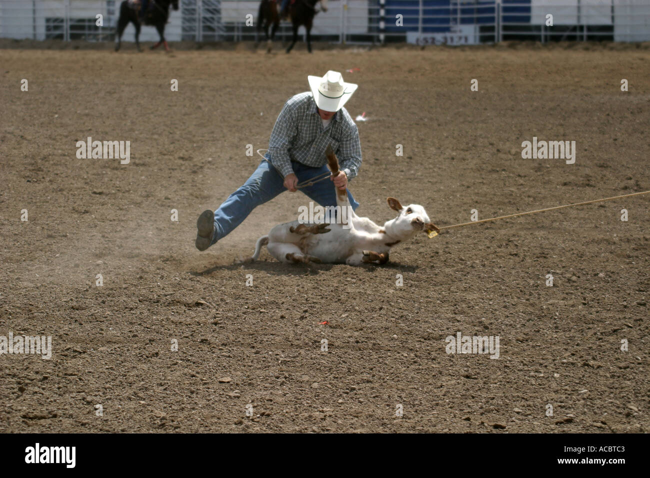 Rodeo Calf roping Banque D'Images