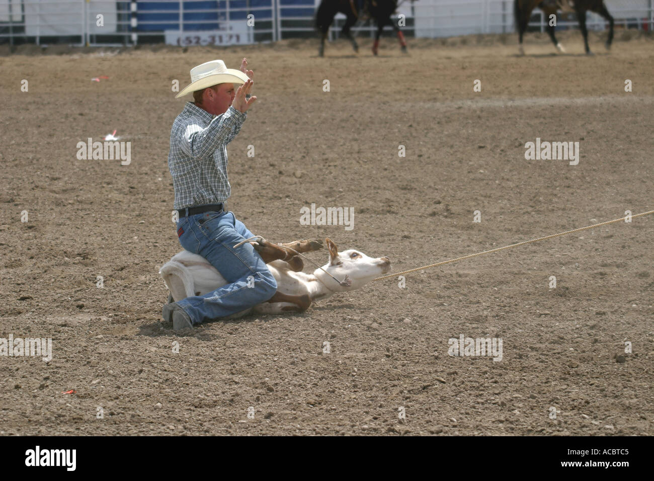 Rodeo Calf roping Banque D'Images
