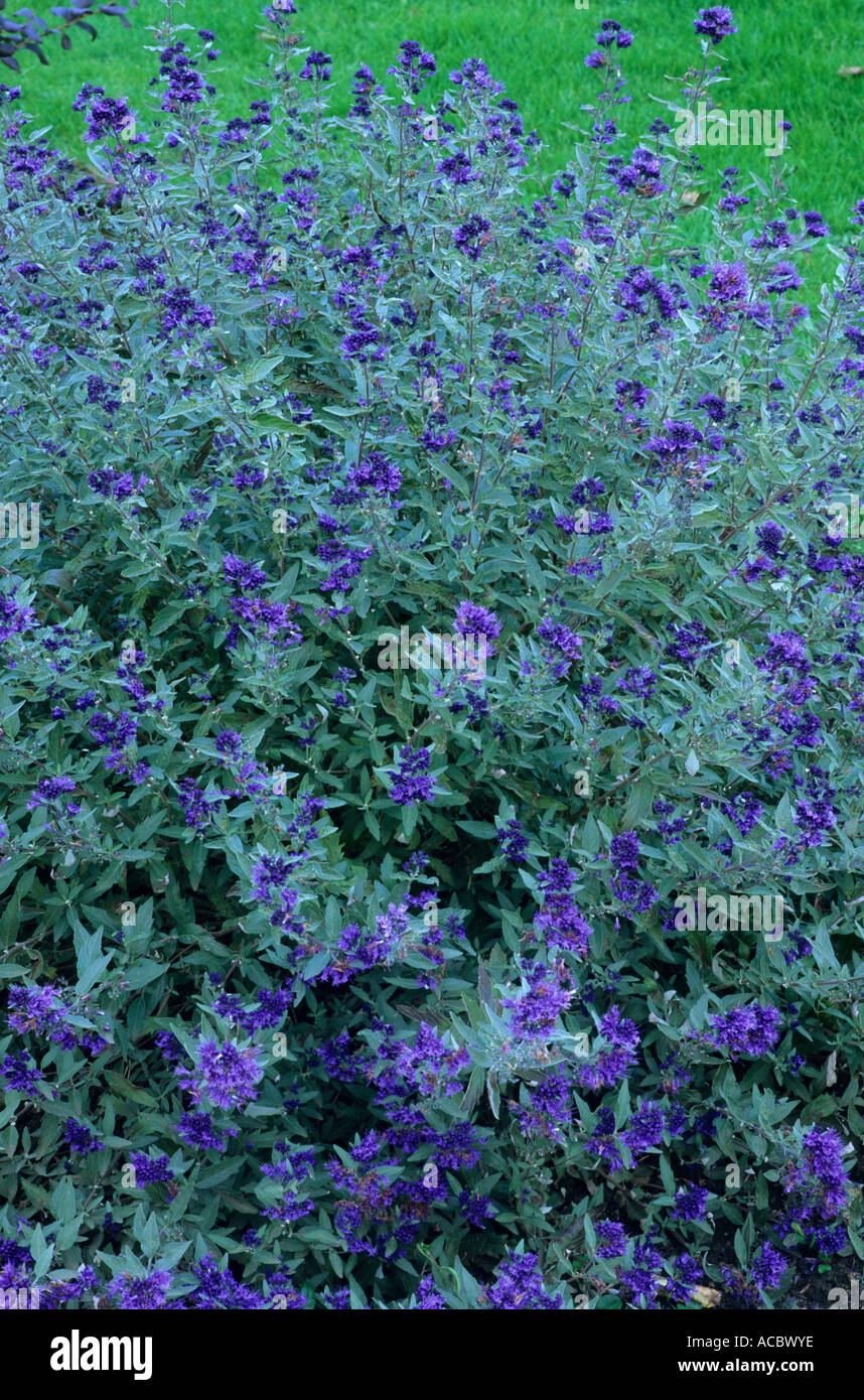 Caryopteris x clandonensis 'First Choice' bleu fleurs Banque D'Images