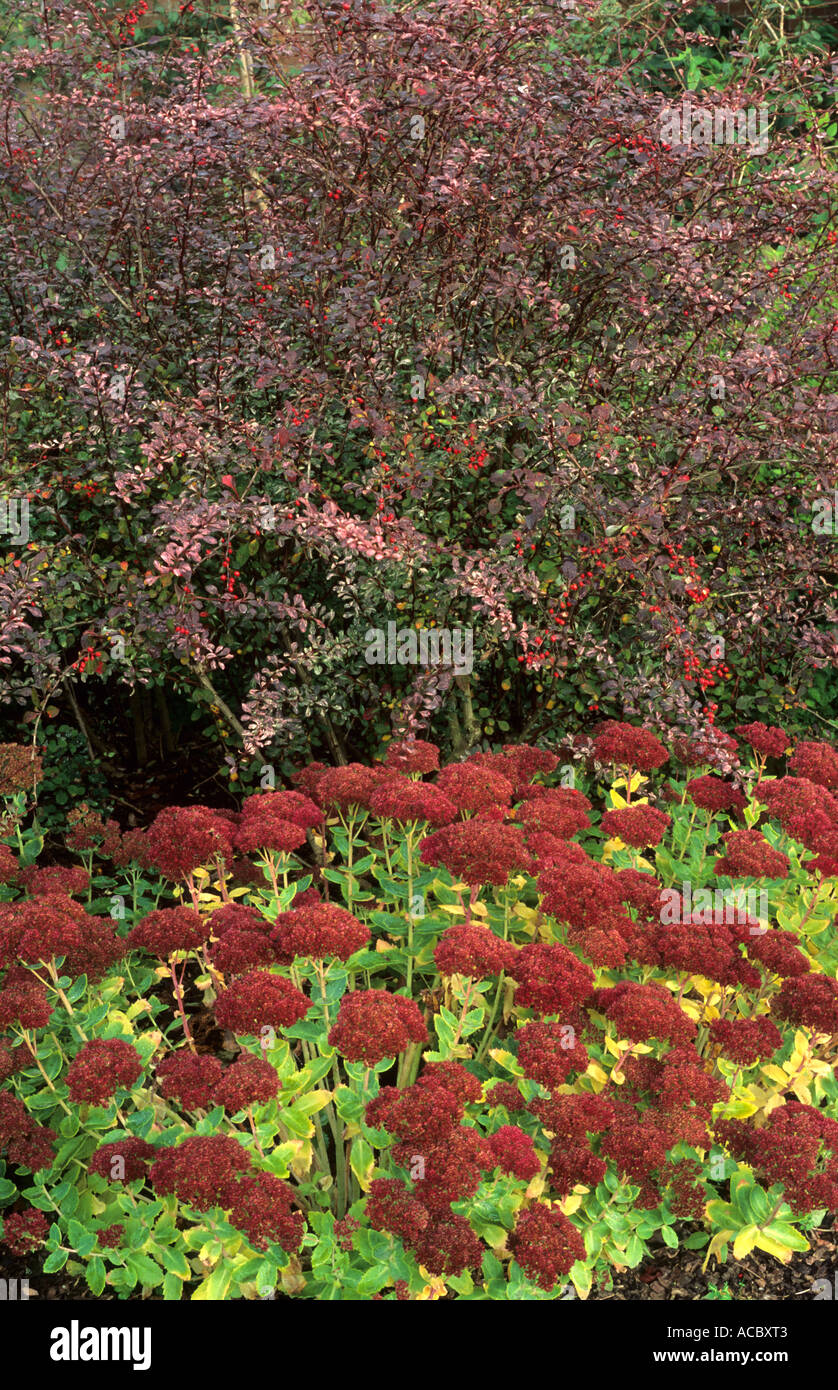 Jardin d'automne Border, Sedum 'Herbstfreude', 'Autumn Joy', Berberis 'Rose Glow' Banque D'Images