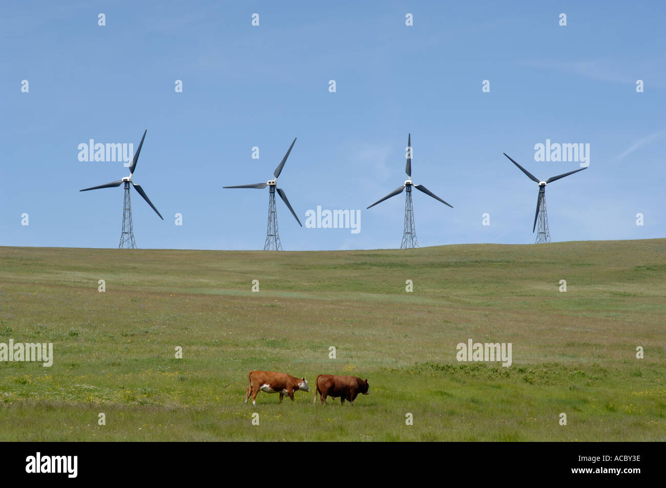 Le sud de l'Alberta Canada quatre moulins à vent au milieu de pâturages Banque D'Images