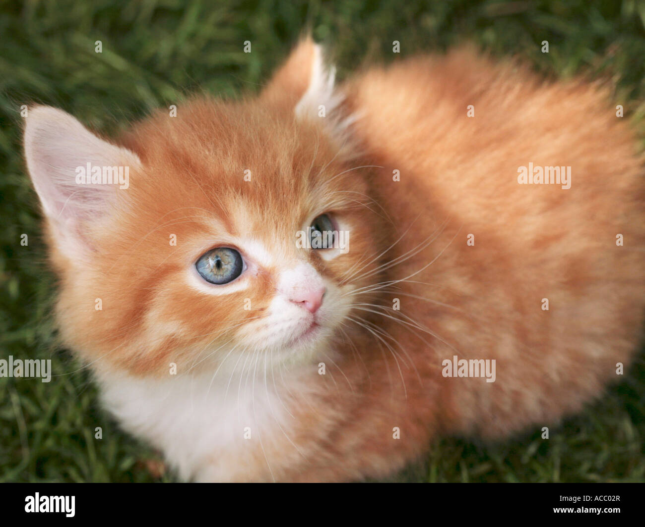 Un chaton blanc et gingembre assis sur l'herbe. Banque D'Images