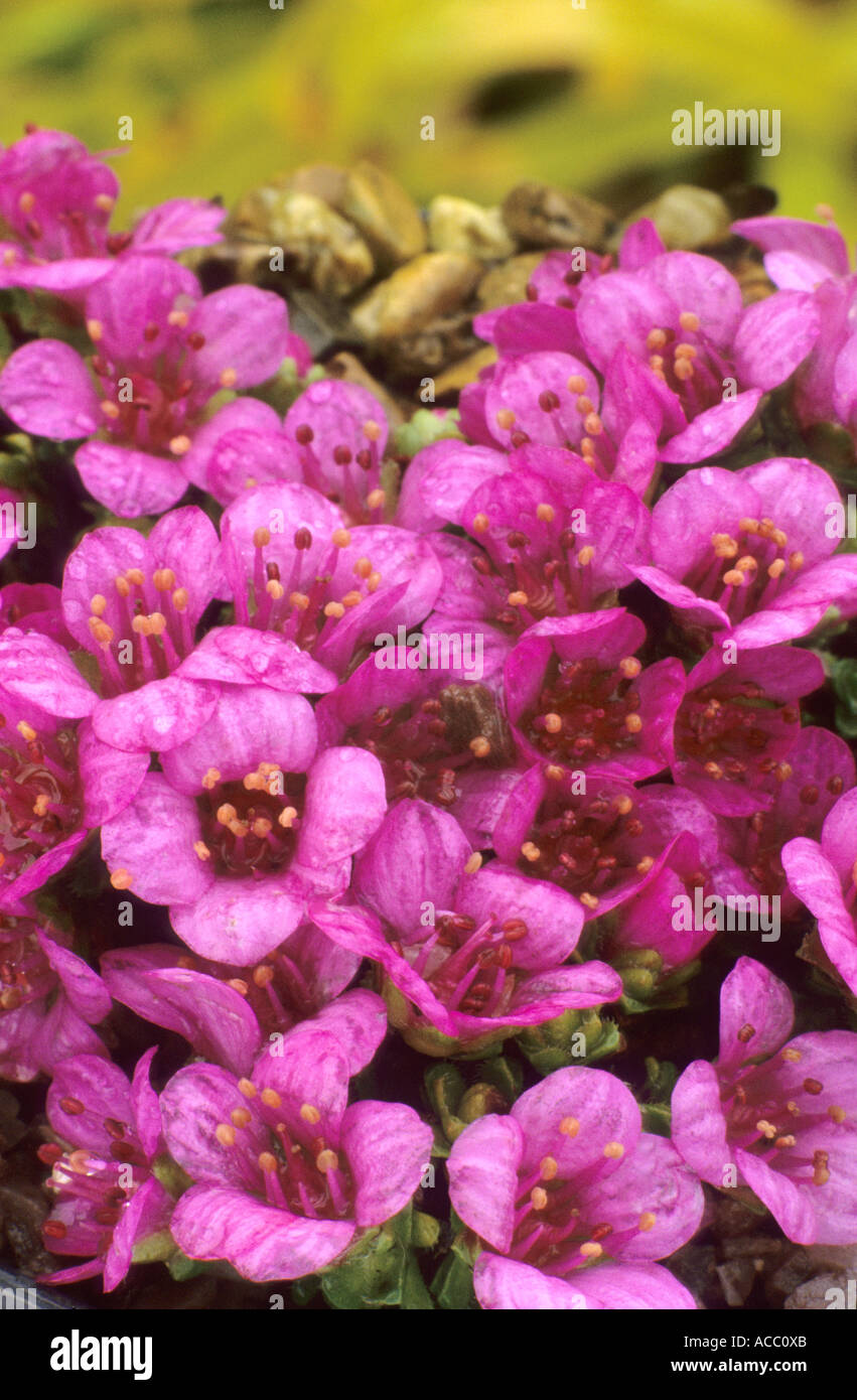 La Saxifraga oppositifolia, saxifrage, plante de jardin rock Banque D'Images