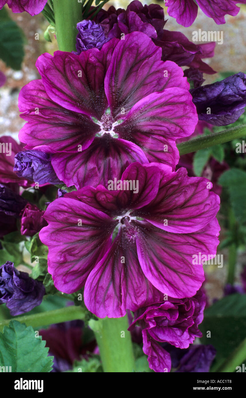 Malva sylvestris, mauve, violet, fleur malvas mallows Photo Stock - Alamy