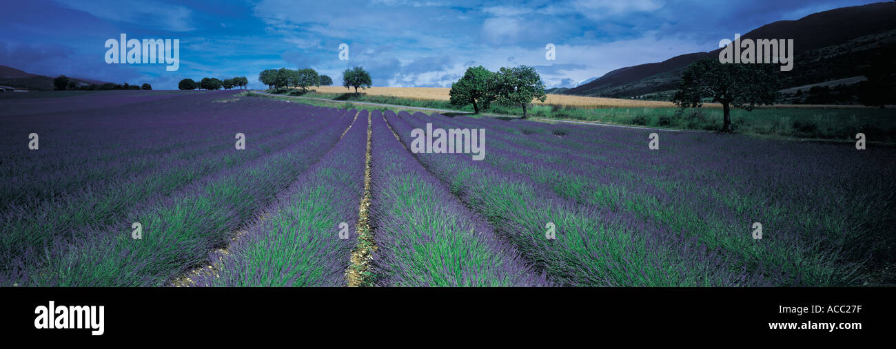 Champ de lavande en Provence France Banque D'Images