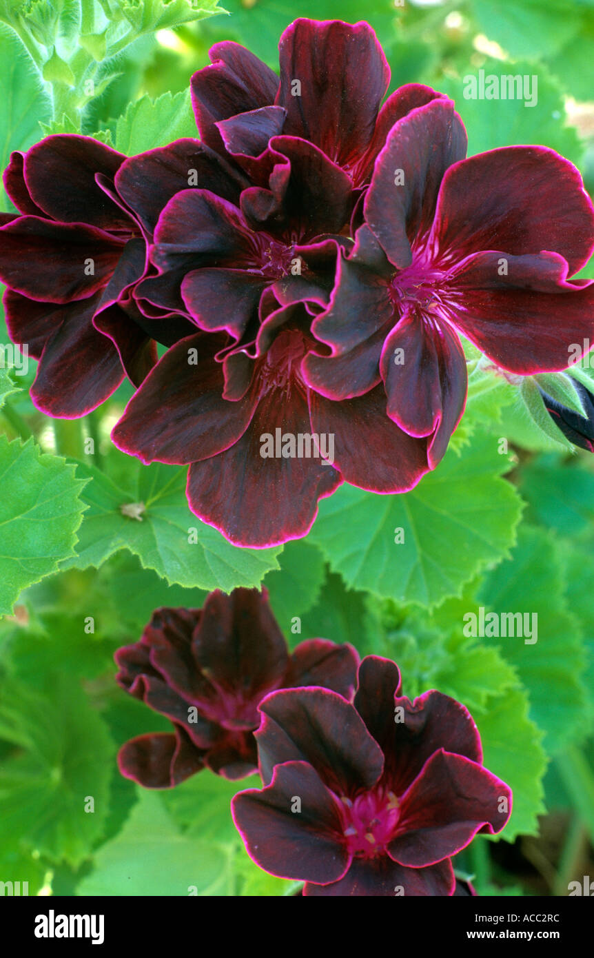 Lord Bute, Pelargonium regal Banque D'Images