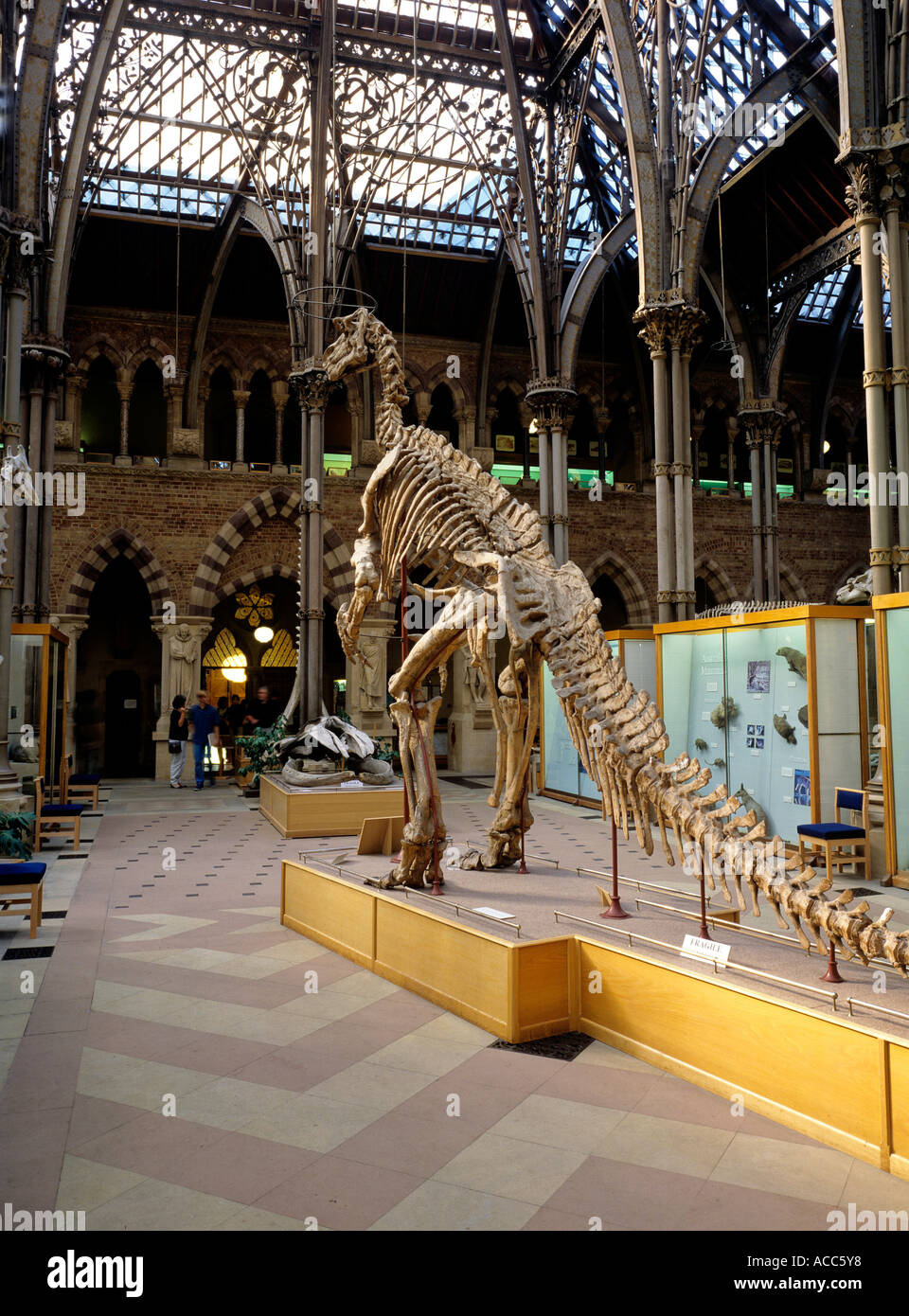 Squelette de saurien university museum d'histoire naturelle ville d'Oxford Angleterre grande-bretagne Banque D'Images