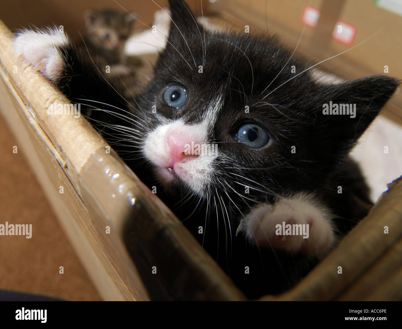 Chaton dans une boîte Banque D'Images