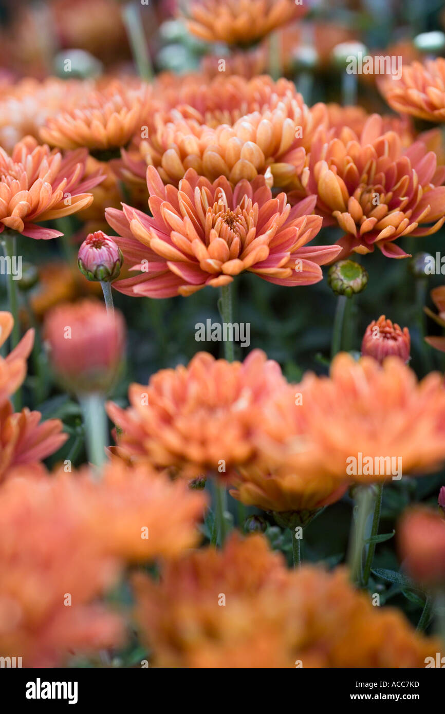 Les Yeux bruns du chrysanthème chrysanthème fleuristes fleurs de couleur bronze de style bouton maintenant reclassé comme Dendranthema Banque D'Images