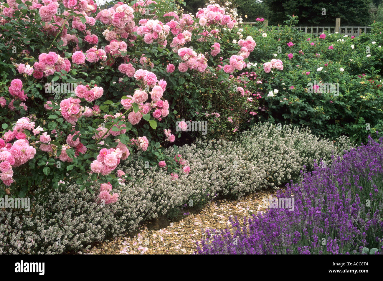 Lavandula angustifolia 'Imperial Gem', 'Dwarf White', Rosa 'Lavender Lassie', lavande, plante de jardin parfumé, rose, chemin de gravier Banque D'Images