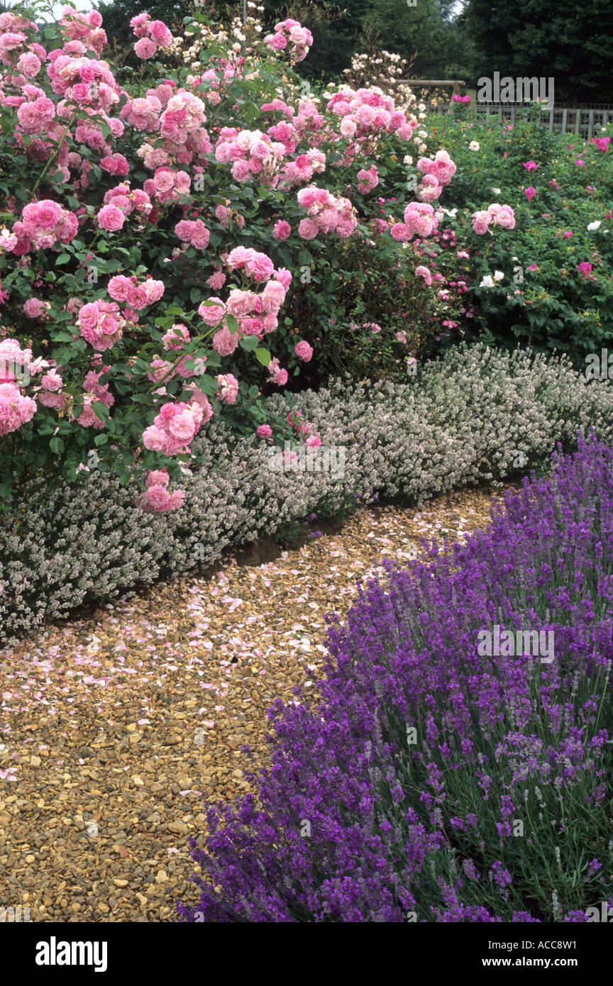 Lavandula angustifolia 'Princess Blue', 'Dwarf White', Rosa 'Lavender Lassie', lavande, jardin parfumé, rose, jardin des plantes Banque D'Images