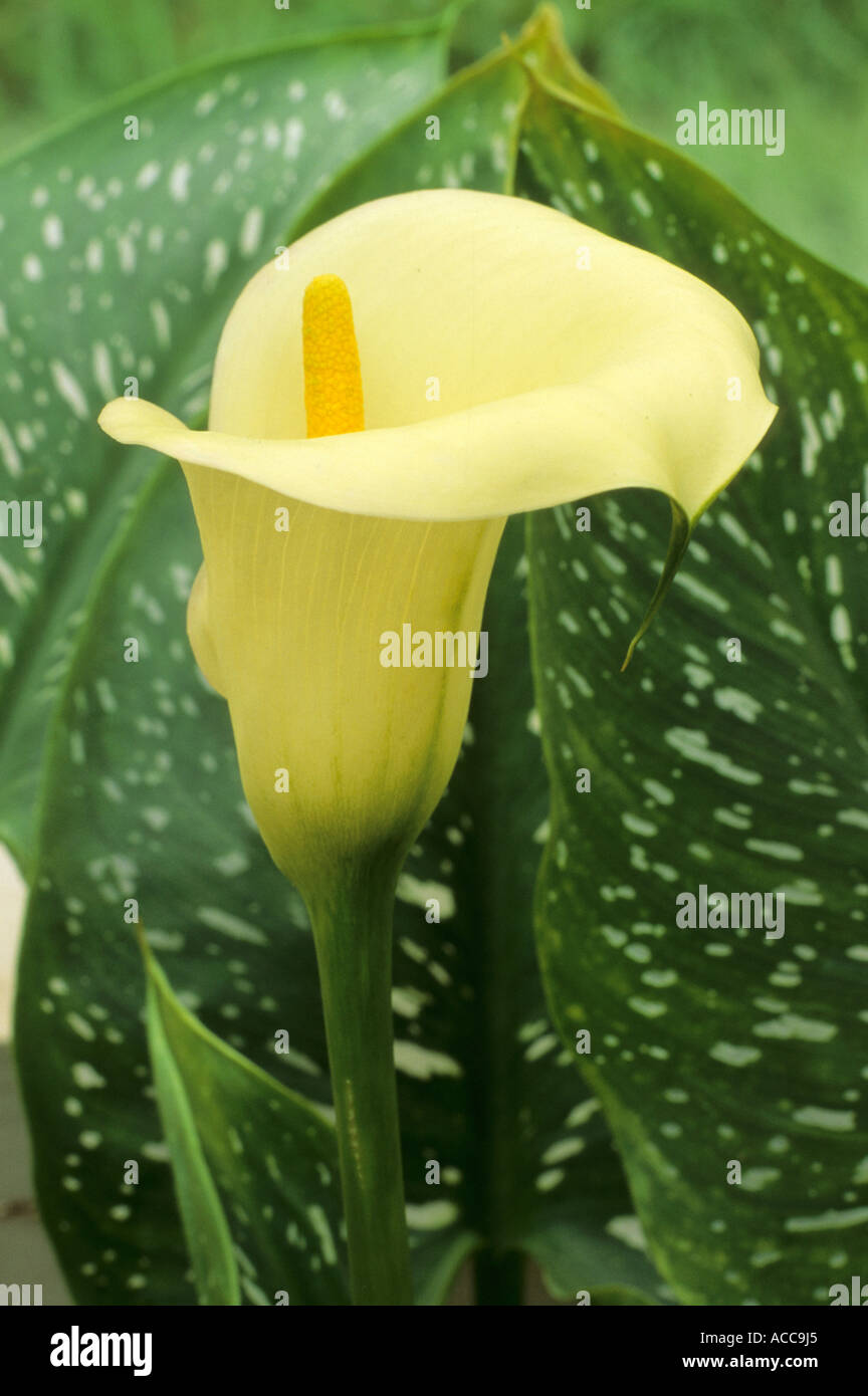 Zantedeschia elliottiana, d'arum jaune doré, en forme d'entonnoir, fleur  plante jardin Zantedeschias Photo Stock - Alamy