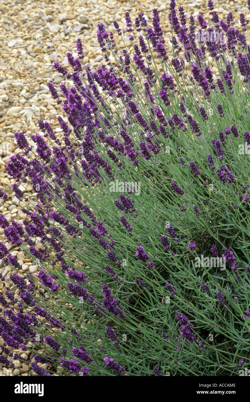 Lavandula angustifolia Twickel Purple', jardin de gravier, lavande, plantes aromatiques jardin de senteurs de lavande fleurs Banque D'Images
