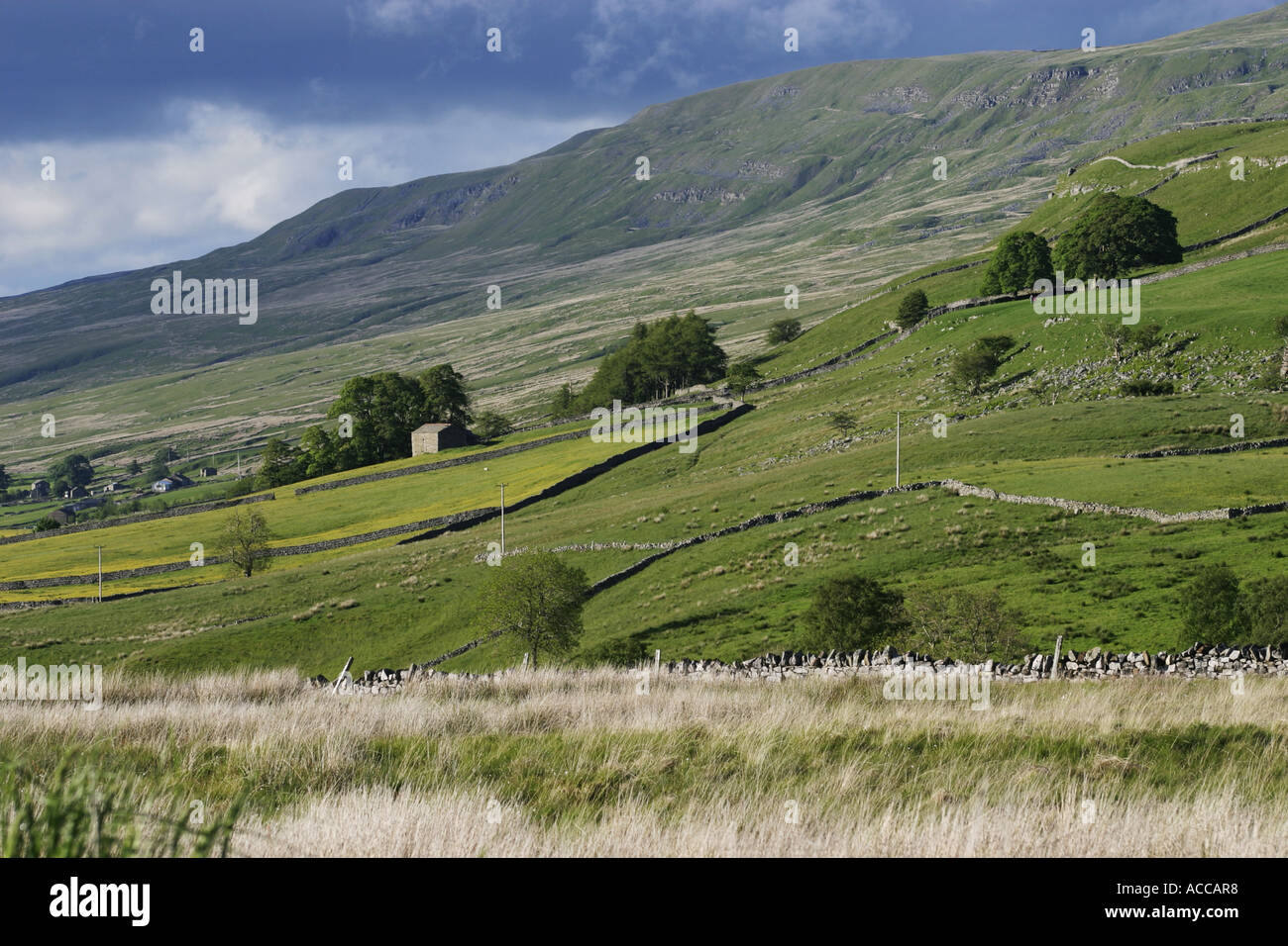 Les prairies de fleurs sauvages ci-dessous Mallerstang Edge dans la haute vallée de l'Eden, Cumbria, North Pennines Banque D'Images