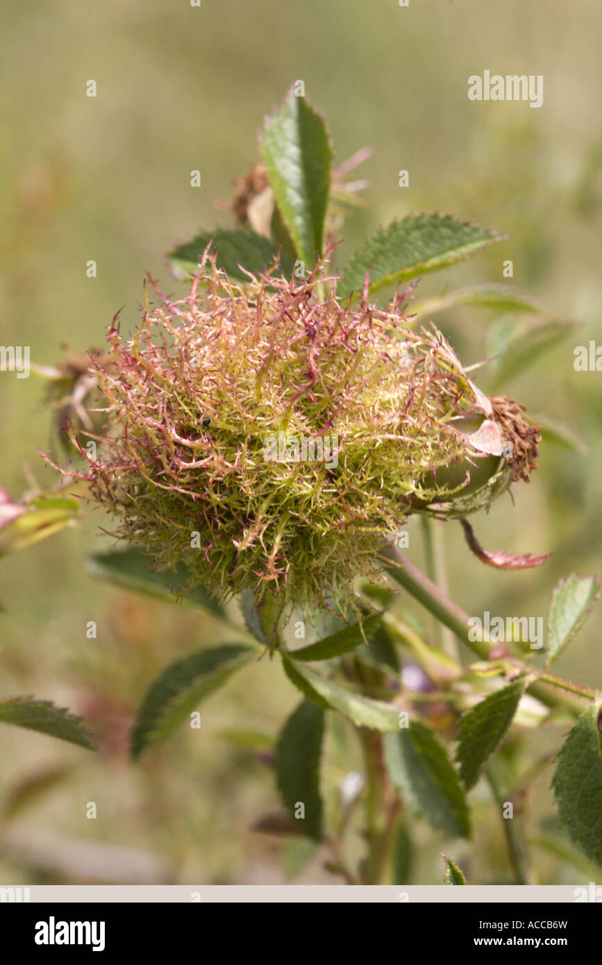 Gall Bedeguar ou Robin's pincushion (Diplolepis rosae), Drôme Provencale, France Banque D'Images