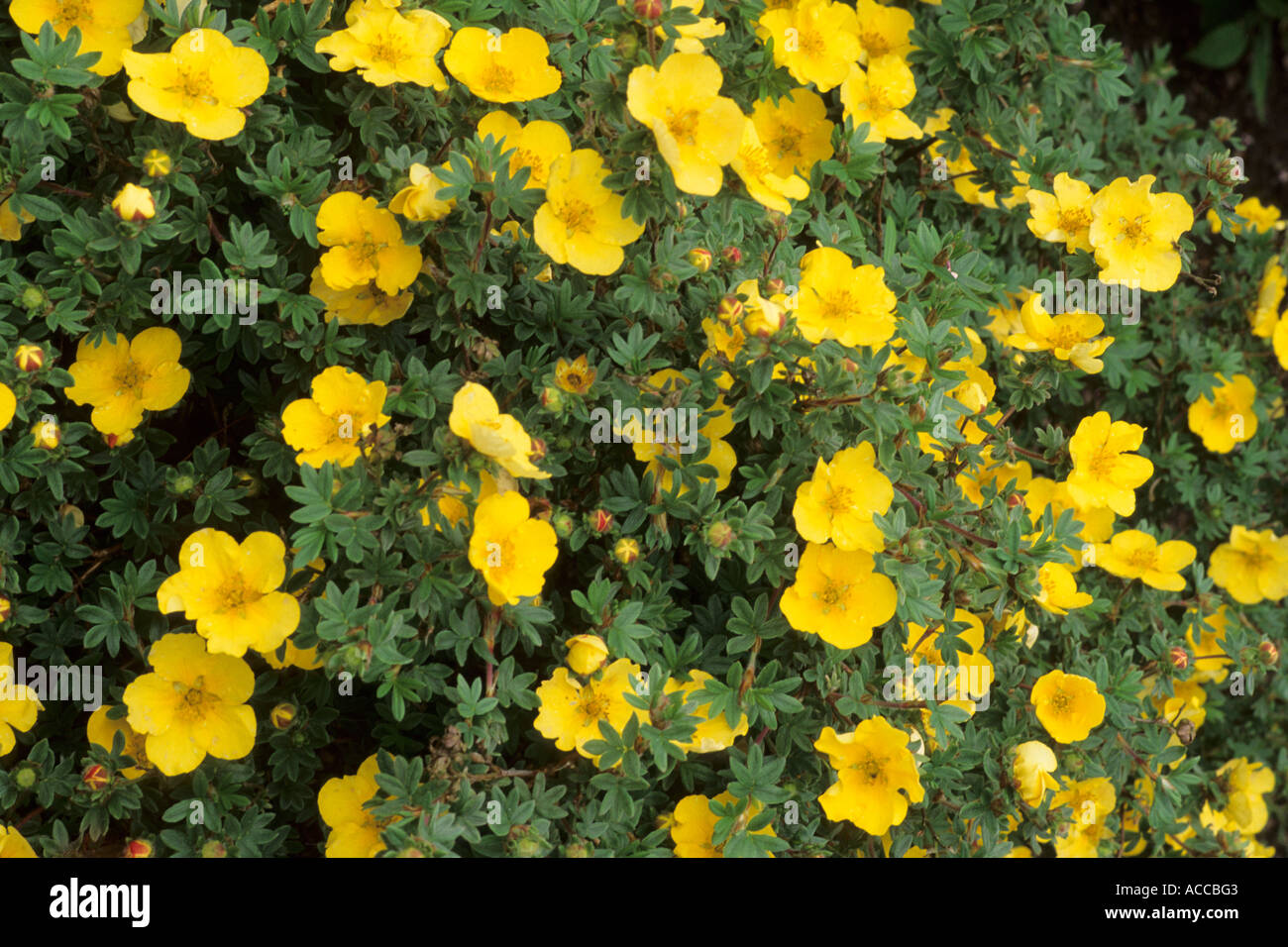 Potentilla fruticosa 'Elizabeth' syn P. arbuscula Banque D'Images