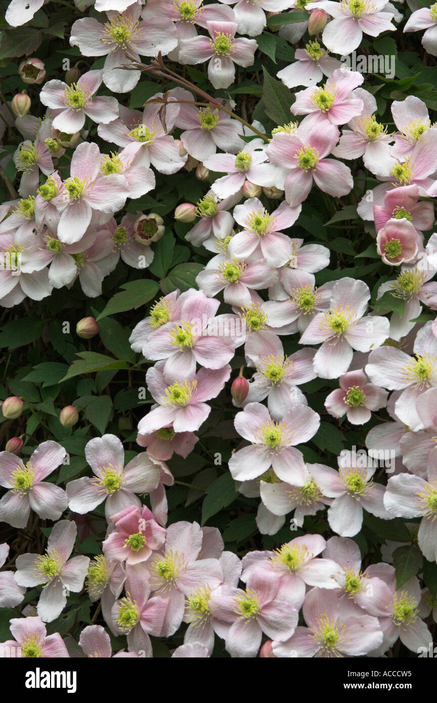Close up of Groupe de Clematis montana fleurs Banque D'Images