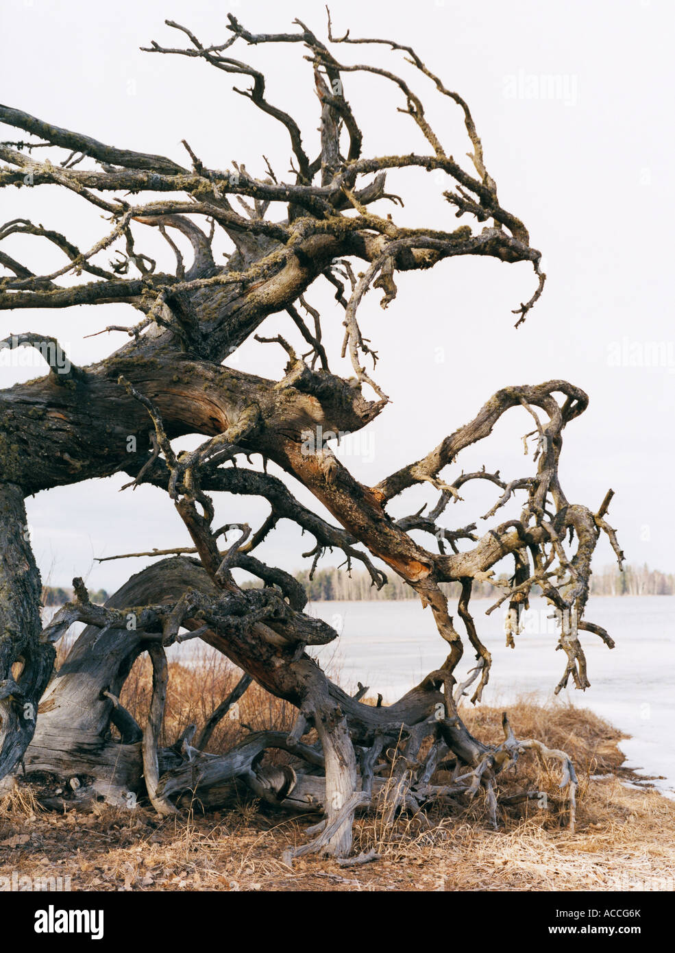 Un arbre aux branches noueuses. Banque D'Images