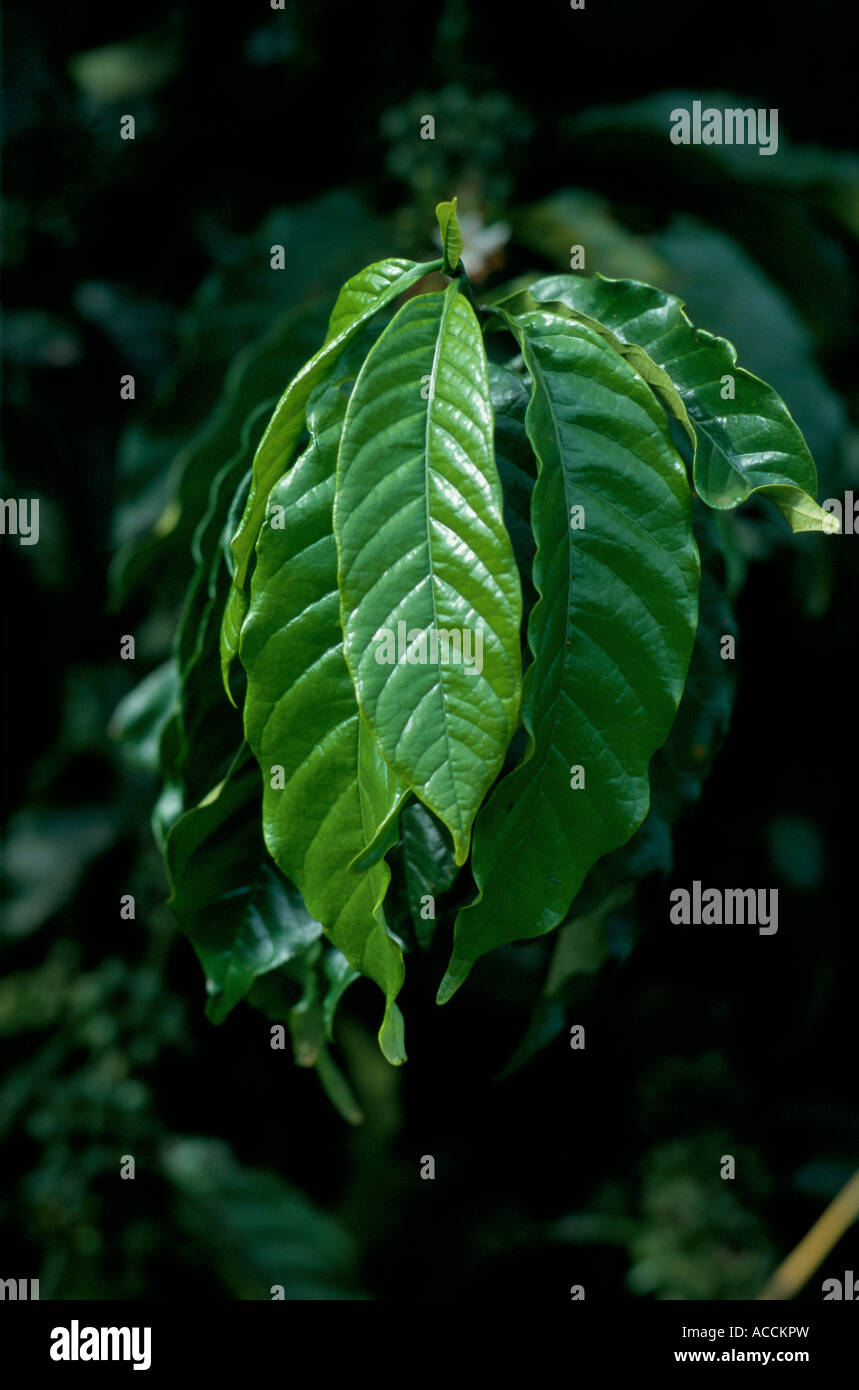 Bush café feuilles, les feuilles de brillants sont durs et a souligné une forte couleur verte. Banque D'Images