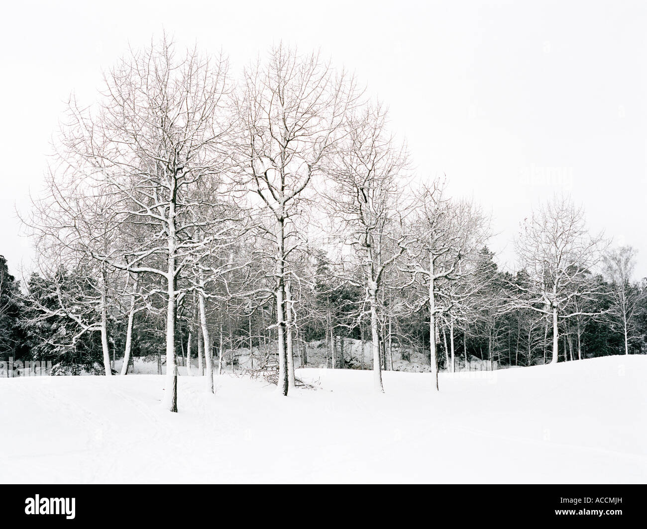 Les arbres couverts de neige. Banque D'Images