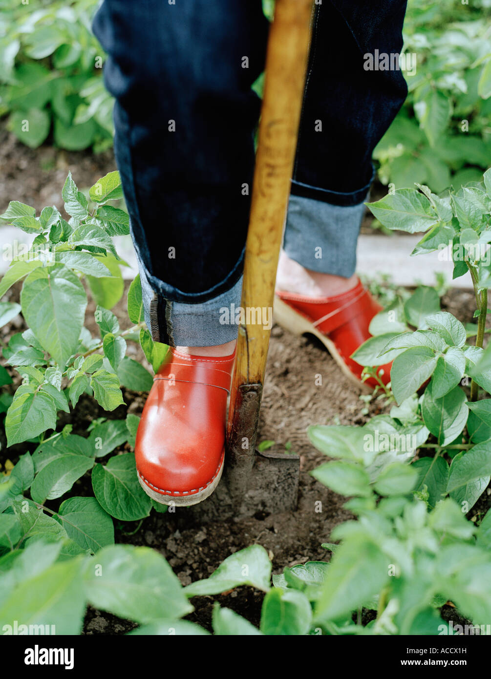 Femme de creuser dans un jardin. Banque D'Images