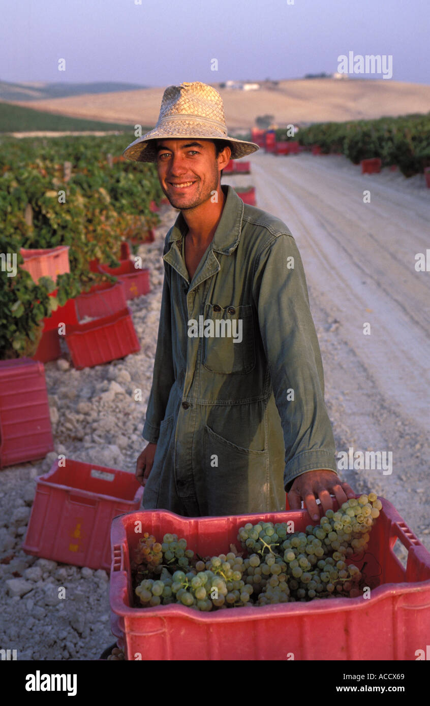 La récolte manuelle des raisins en septembre au vignoble Banque D'Images