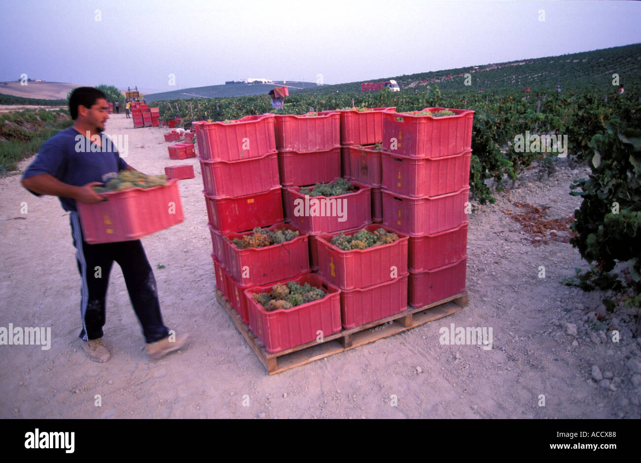 La récolte manuelle des raisins en septembre au vignoble Banque D'Images