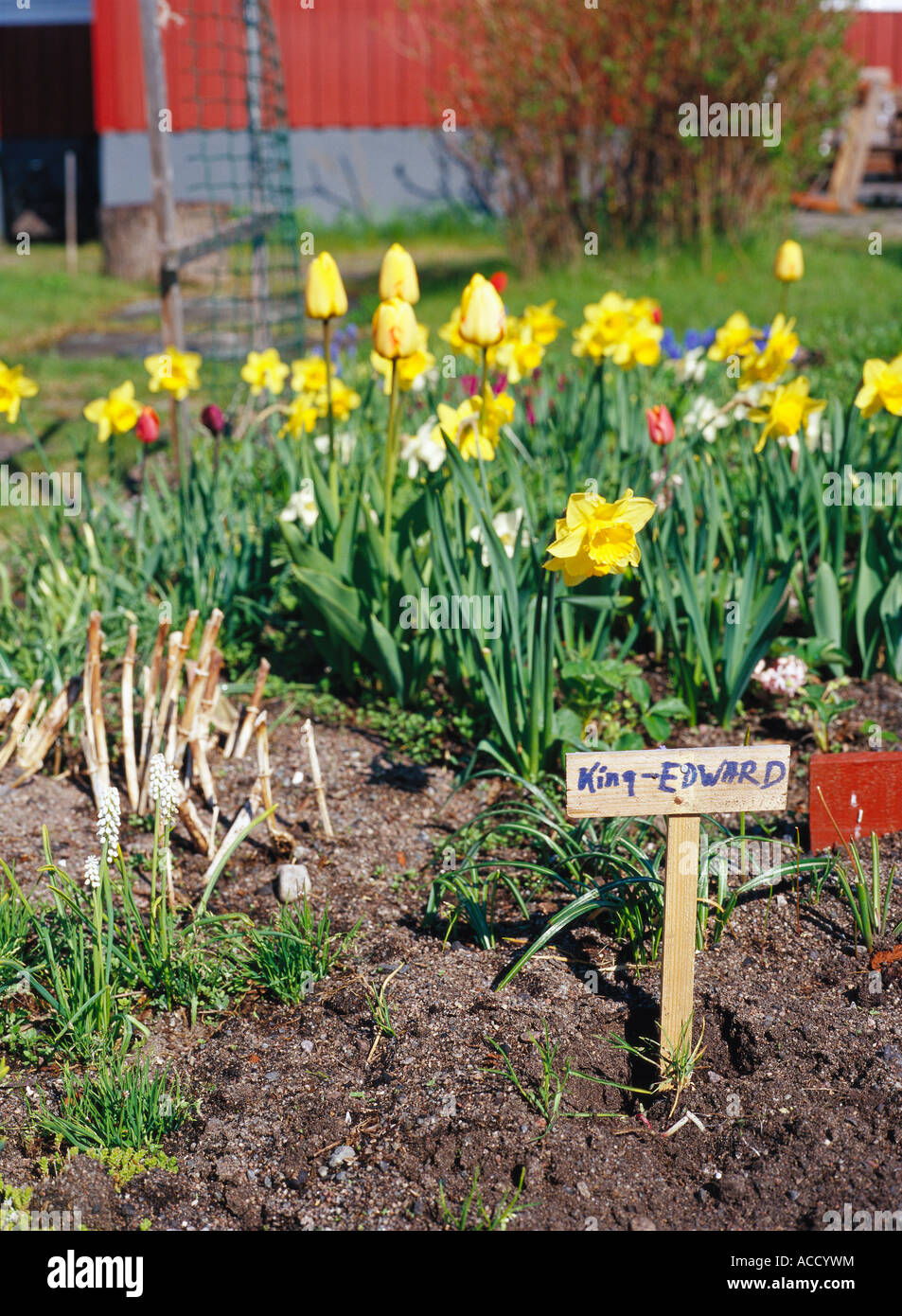 Un potager. Banque D'Images
