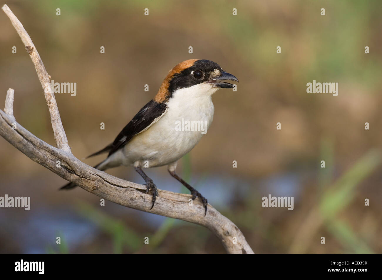 Woodchat Shrike perché sur branche morte Banque D'Images