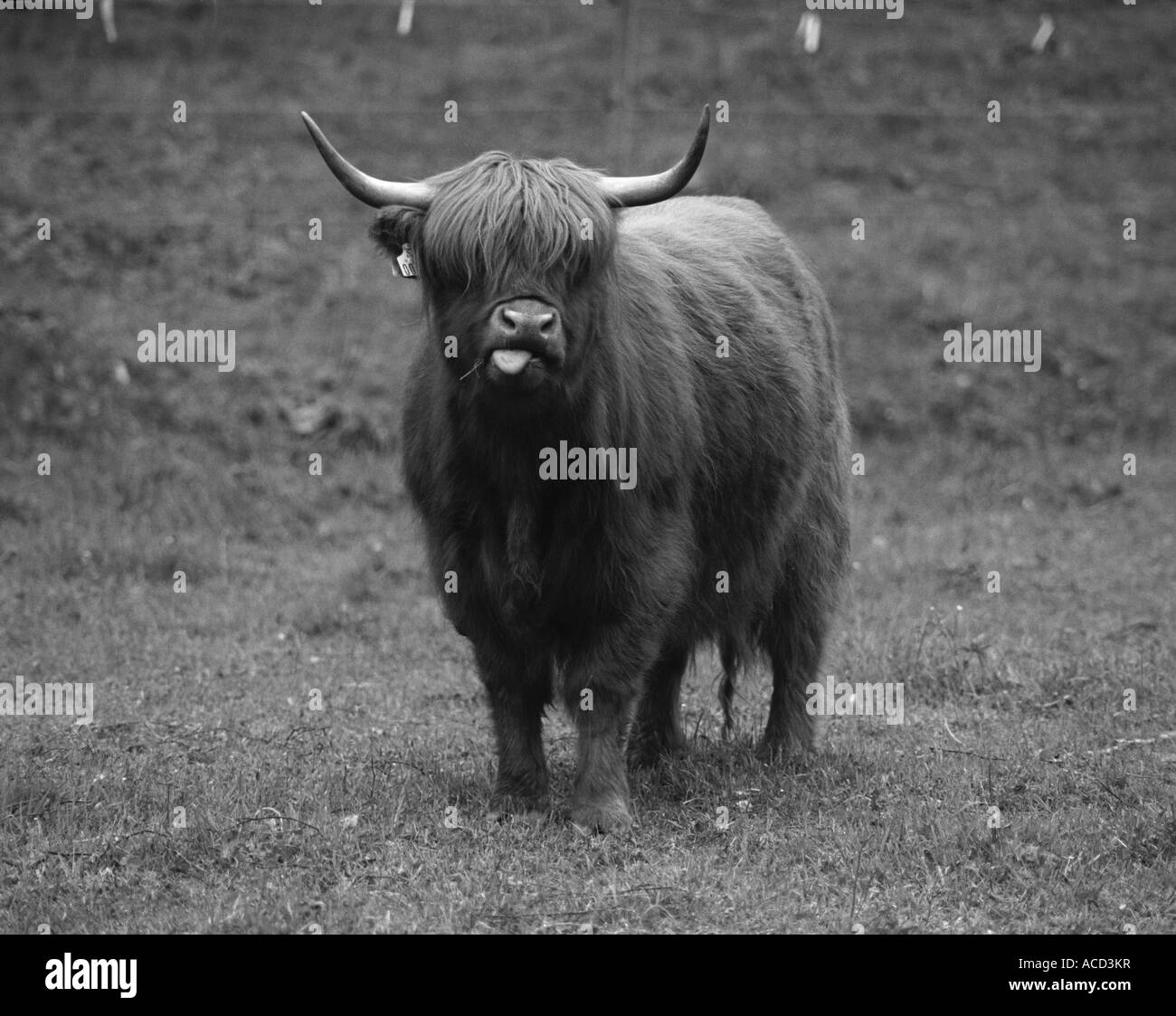 Vache Highland cattle. Banque D'Images