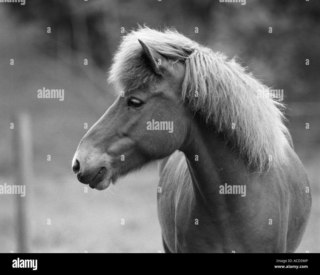 Un cheval. Banque D'Images